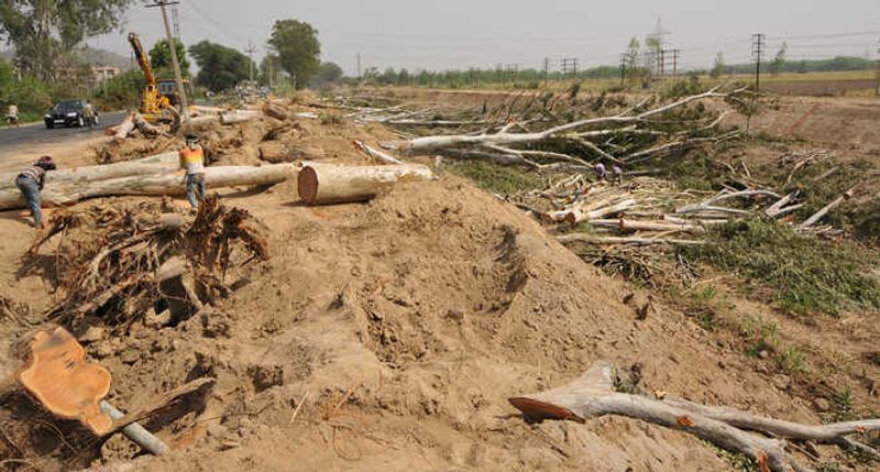 17,600 Trees Felled for Kanwar Yatra Route in UP: NGT Orders Clarification from State